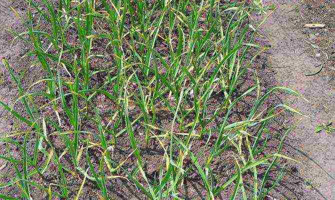 garlic planting and care in the open field in the fall predecessors