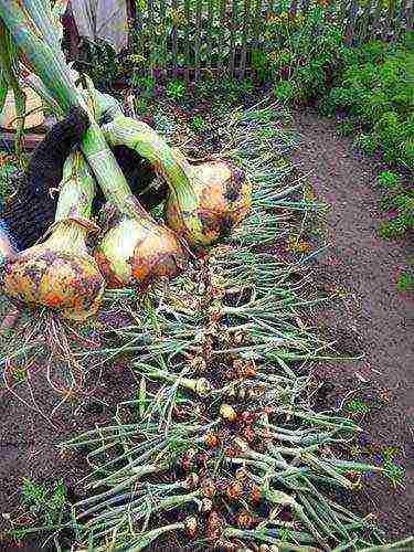 garlic planting and care in the open field in the fall time frame