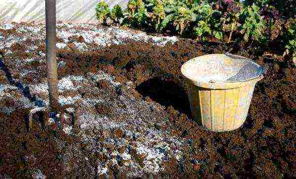 garlic planting and care in the open field in the fall time frame