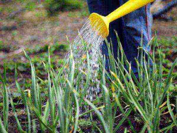 garlic planting and care in the open field in the fall time frame