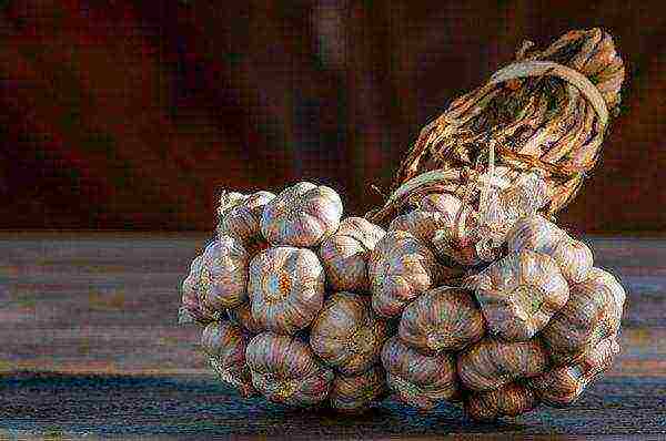 garlic planting and care in the open field in the fall in St. Petersburg