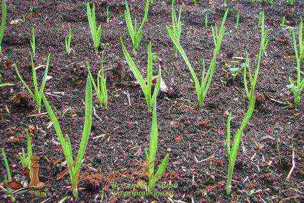 garlic planting and care in the open field in the fall in St. Petersburg