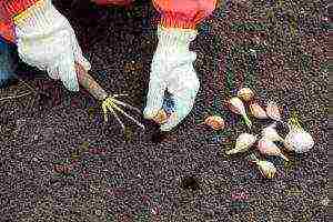 garlic planting and care in the open field in the fall in St. Petersburg