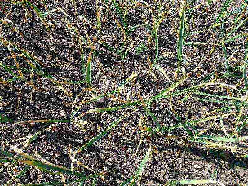 garlic planting and care outdoors in spring