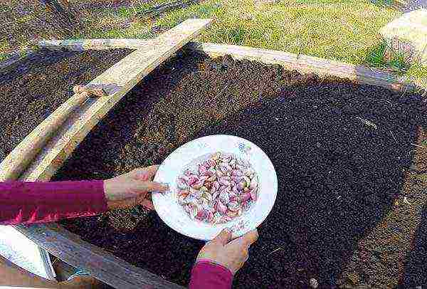 garlic planting and care outdoors in spring