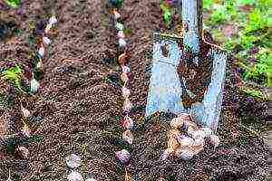 garlic planting and care outdoors in spring