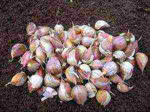 garlic planting and care outdoors in spring