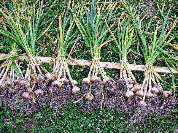 garlic planting and care outdoors in spring