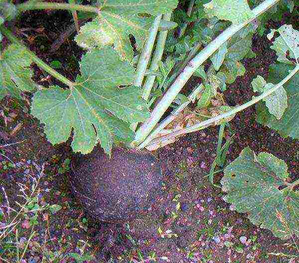 garlic planting and care outdoors in spring