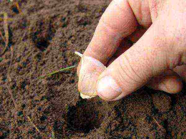 garlic planting and care outdoors in spring