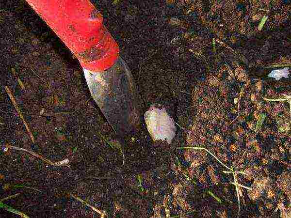 garlic planting and care outdoors in spring