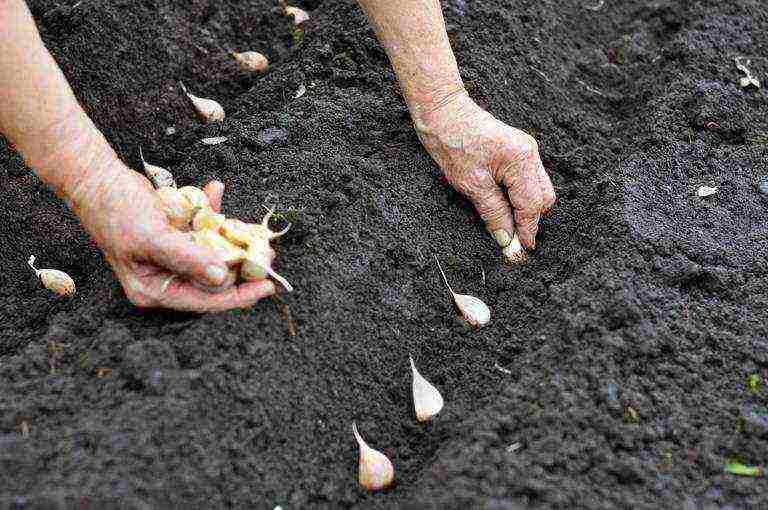 garlic planting and care outdoors in spring