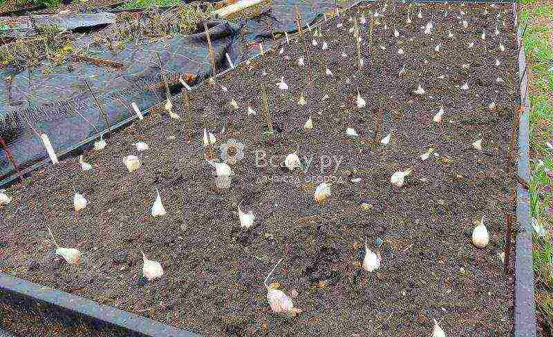 garlic planting and care outdoors in spring