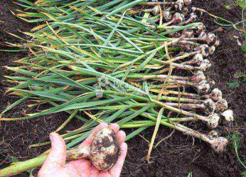 garlic planting and care in the open field in spring