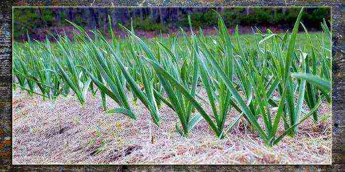 garlic planting and care in the open field in spring