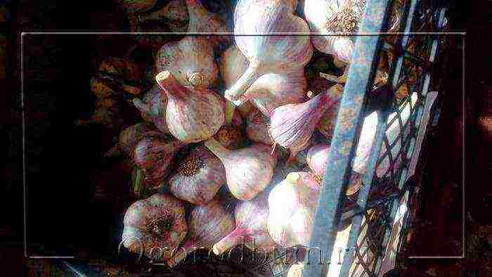 garlic planting and care outdoors in spring