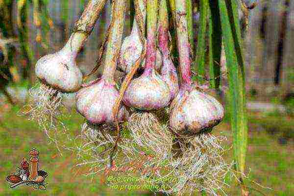 garlic planting of industrial winter variety and care in the open field