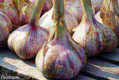 garlic family planting and care in the open field