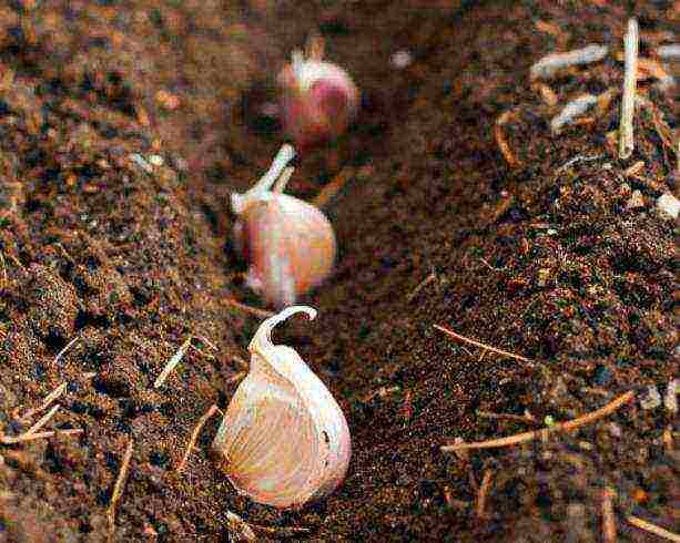 garlic family planting and care in the open field