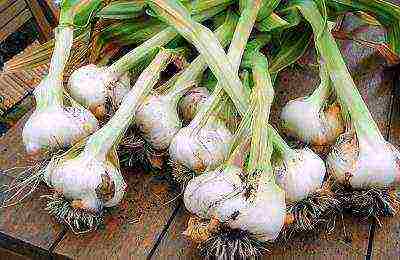 garlic family planting and care in the open field