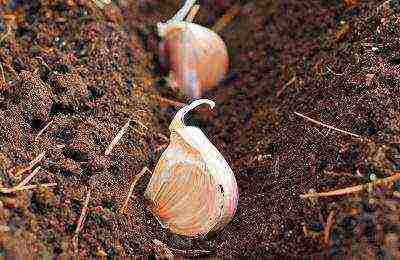 garlic family planting and care in the open field