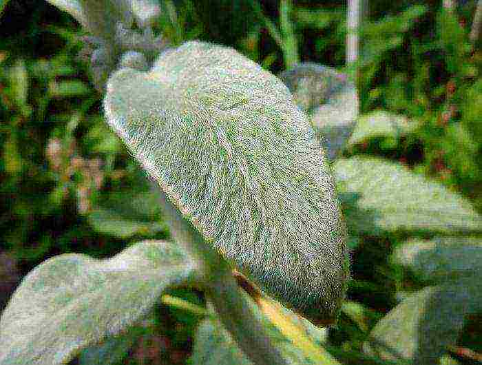 cleaver woolly planting and care in the open field