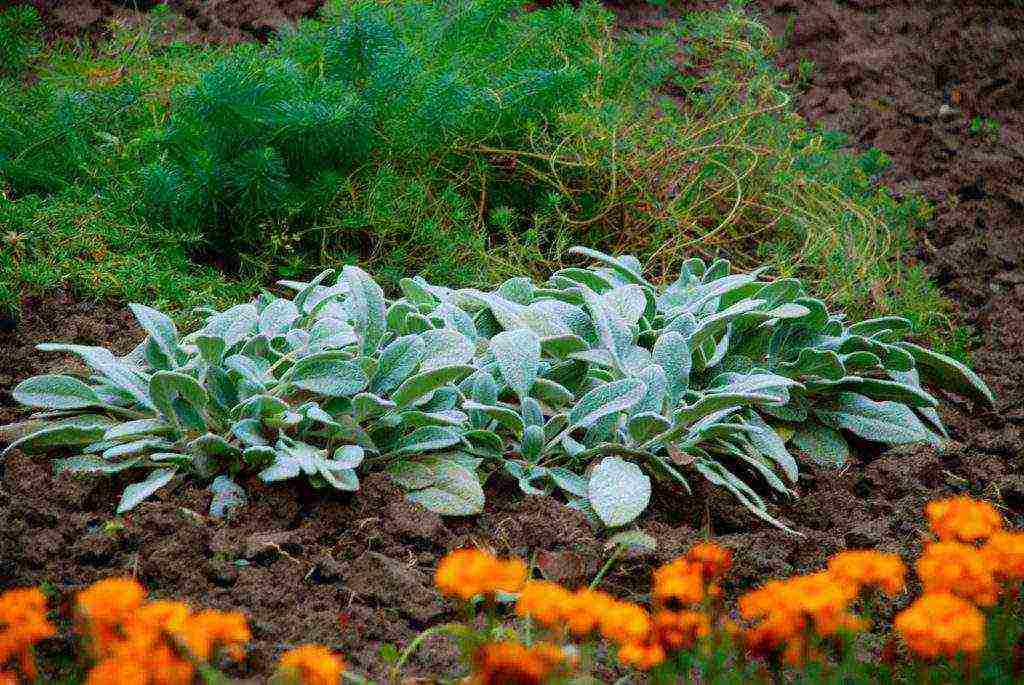 Chistets Byzantine planting and care in the open field