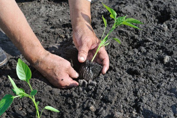 what to put in the hole when planting peppers in the open field