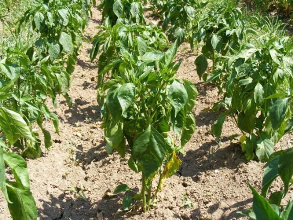 what to put in the hole when planting peppers in the open field