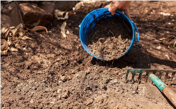 what to put in the hole when planting peppers in the open field