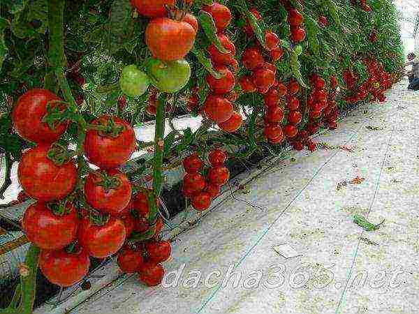 what is better to grow cucumbers or tomatoes in a greenhouse