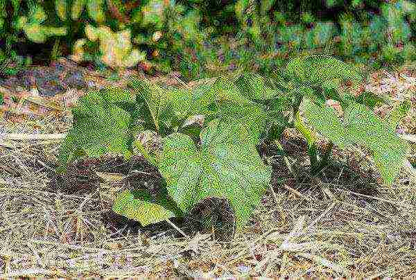 ano ang mas mahusay na palaguin ang mga pipino o mga kamatis sa isang greenhouse