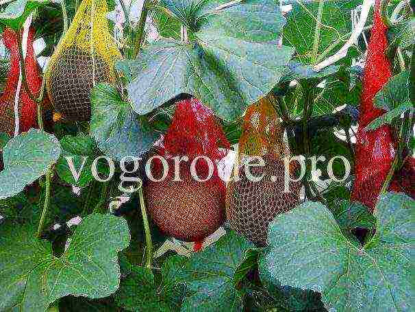 what can be grown in the country in the Leningrad region