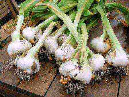 what can be grown in the garden where onions grew
