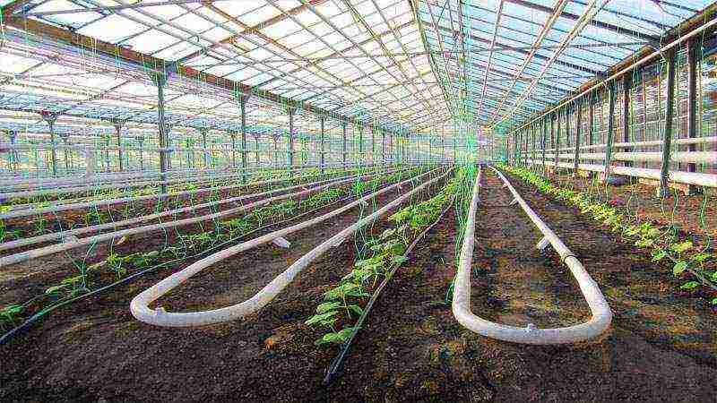 what can be grown profitably in the Krasnodar Territory