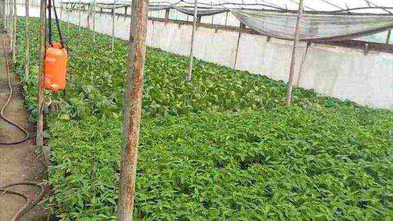 what can be grown profitably in the Krasnodar Territory