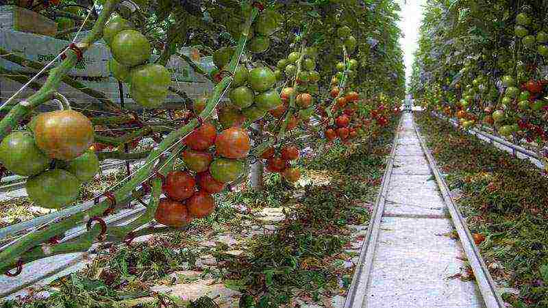 what can be grown profitably in the Krasnodar Territory