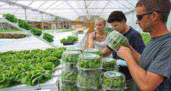 what can be grown profitably in the Krasnodar Territory