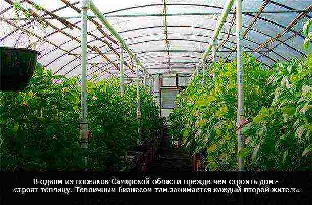 what can be grown profitably in the Krasnodar Territory