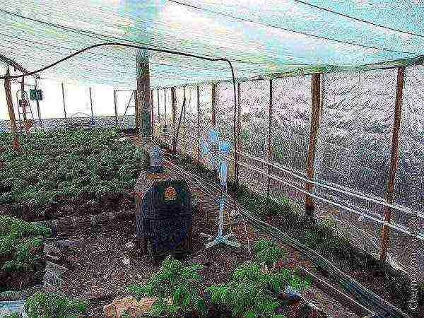 what can be grown in an unheated greenhouse in winter