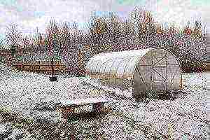 what can be grown in an unheated greenhouse in winter