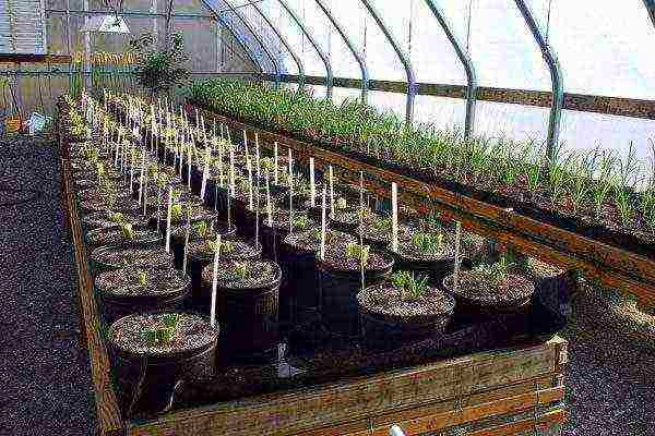 what can be grown in an unheated greenhouse in winter