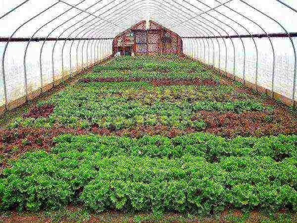 what can be grown in an unheated greenhouse in winter