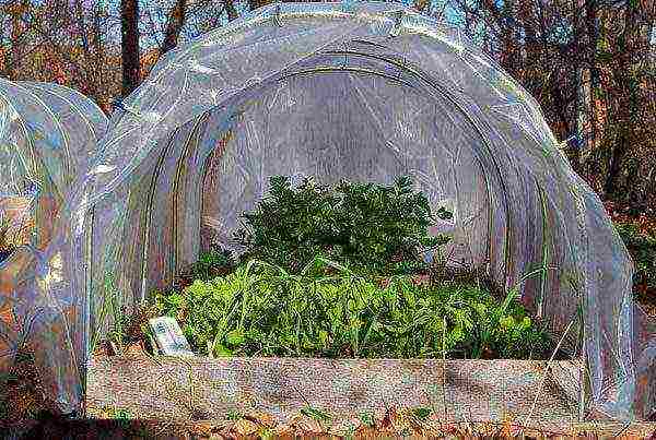 what can be grown in a polycarbonate greenhouse in winter