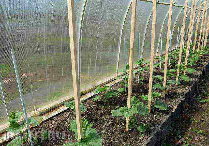 ano ang maaaring lumaki sa isang polycarbonate greenhouse sa taglamig