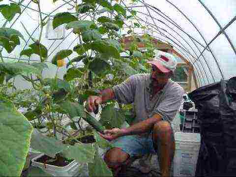 ano ang maaaring lumaki sa isang polycarbonate greenhouse sa taglamig