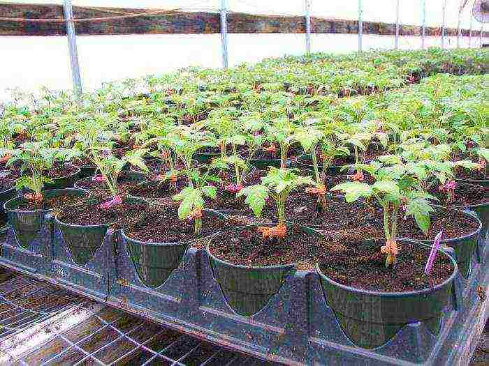 what can be grown in a polycarbonate greenhouse in winter