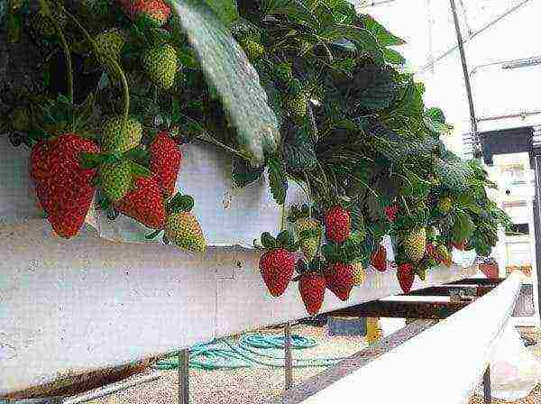 ano ang maaaring lumaki sa isang polycarbonate greenhouse sa taglamig