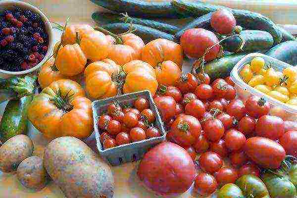 what can be grown in a greenhouse together with cucumbers