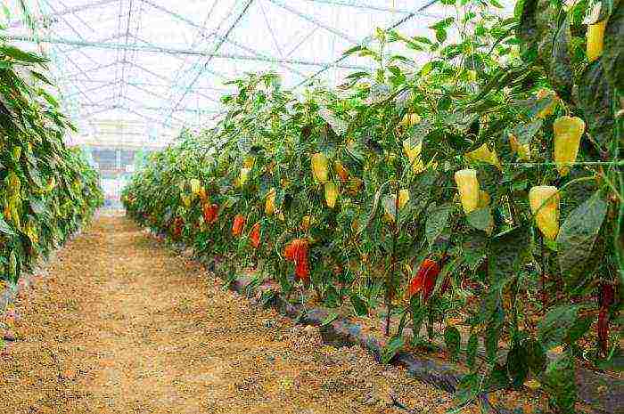 what can be grown in a greenhouse together with cucumbers